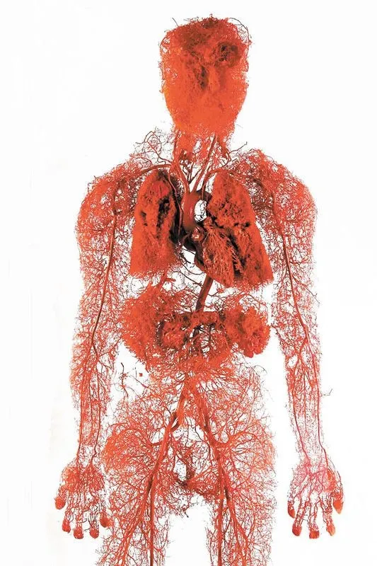 身体里的血管大到冠状动脉,小到四肢的毛细血管,如果我们将全身的血管