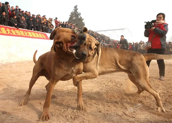 山西办斗狗赛:世界猛犬激烈厮打 血腥凶悍