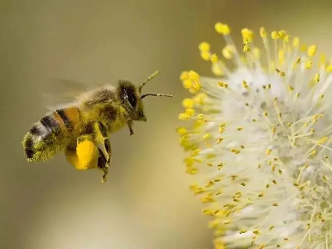 美国每年依靠家养蜜蜂授粉的农产品产值达150亿美元,差不多相当于