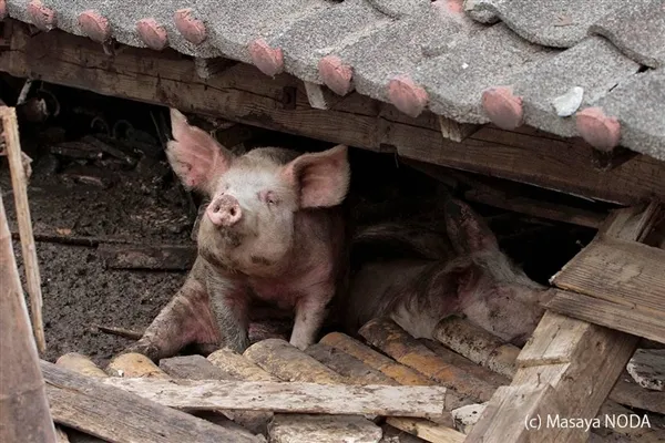 日本熊本地震现"猪坚强 被解救后送往屠宰场