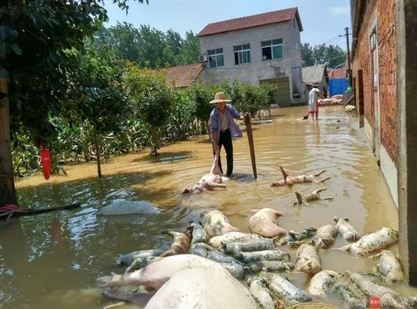 湖北万头猪被淹死 数十万斤乌龟脱逃