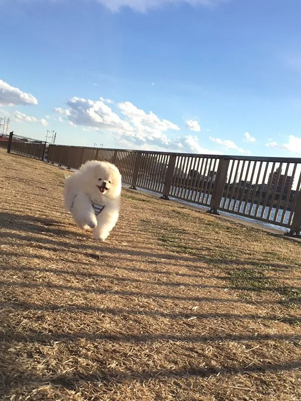 画面太美！博美犬遇大风 一秒钟变海豹