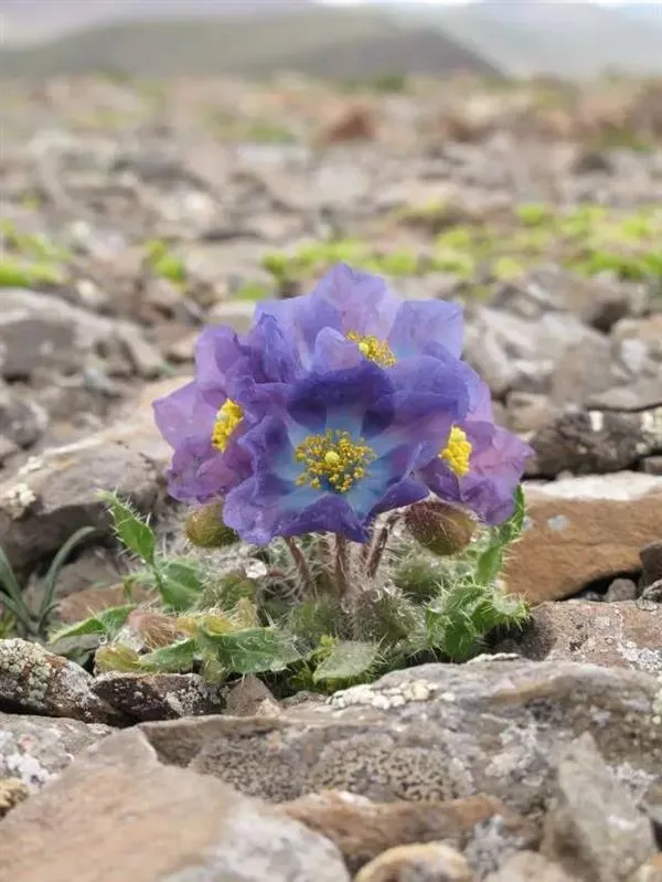 一朵小花 为何让科学家为之痴迷？