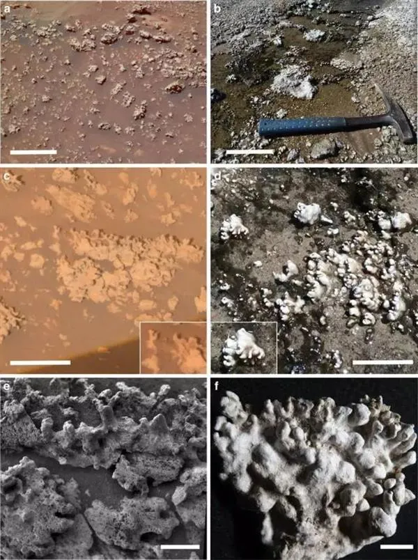 勇气号立功 可能找到了火星生物的遗迹