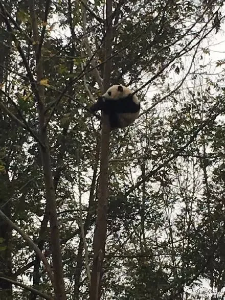 爬最高的树：一只属猴的网红熊猫火了