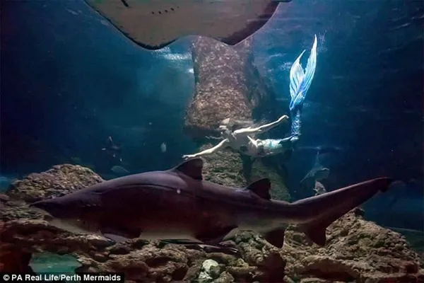 鲨鱼吃很美的女人图片