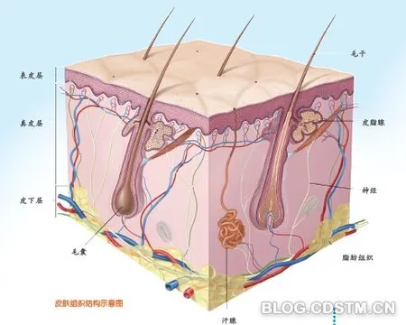 手指泡水皱巴巴：都怪它