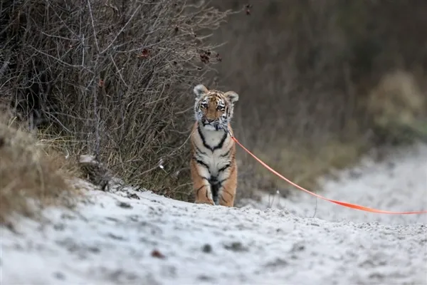 德国小老虎被人类养大 活成了一只宠物狗