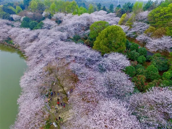 长沙樱花绚烂绽放 高空航拍如诗如画