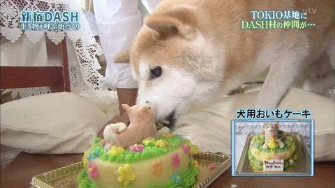 16岁零5个月的表情包柴犬北登逝世 日网友哀悼