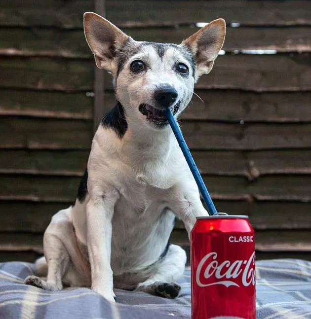 英狗狗每日要喝可乐 掉12颗牙仍偏爱甜食
