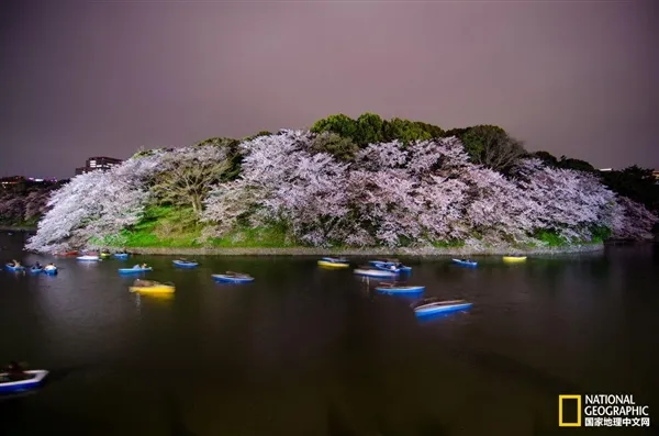 组图：日本各地樱花盛开之时 美Cry