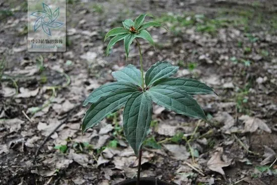 《芈月传》中救下嬴荡的