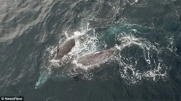 罕见！美男子用无人机拍到3只鲸鱼交配画面