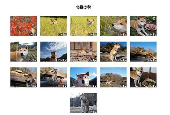 16岁零5个月的表情包柴犬北登逝世 日网友哀悼