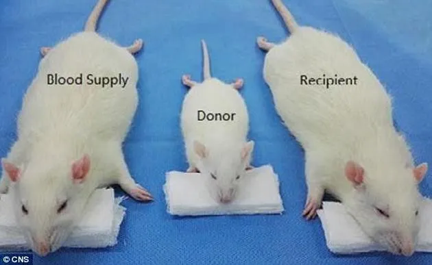 测试换头术老鼠头部移植：“双头鼠”平均存活36小时