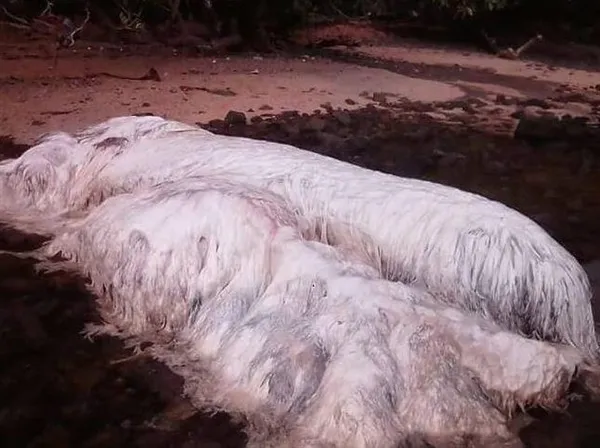 地震过后 菲律宾沙滩现神秘长毛“怪物”