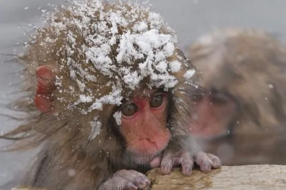 日本雪猴被疯狂虐杀：担忧外来基因入侵