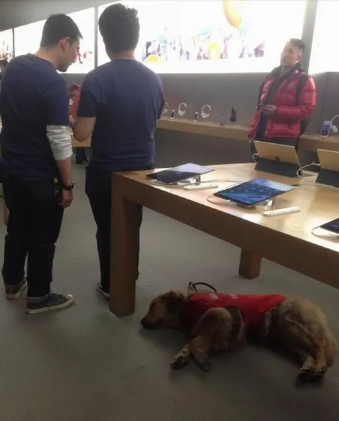 苹果Apple Store惊现金毛犬：真相让网友纷纷点赞