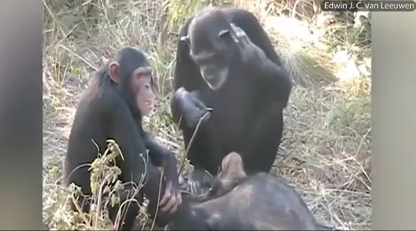 黑猩猩为死去养子清洁牙齿：画面让人心碎