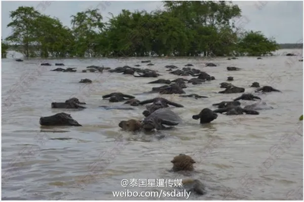 惨！泰国水灾200多头水牛被淹死