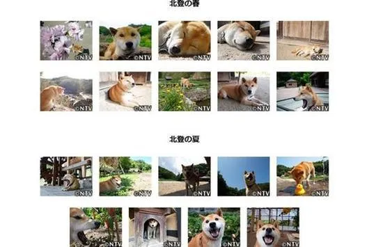 16岁零5个月的表情包柴犬北登逝世 日网友哀悼