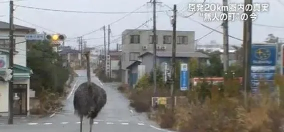 日本挖掘福岛核事故后被扑杀家畜 准备居民返乡