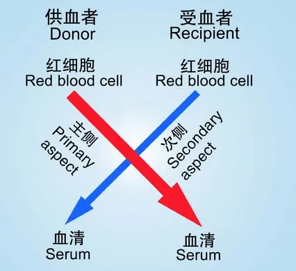 血型凝集反应图血液图片