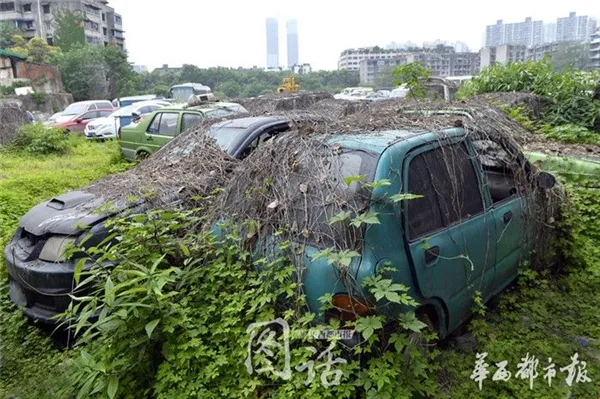 爬山虎疯长 成都闹市区汽车坟场竟春意盎然