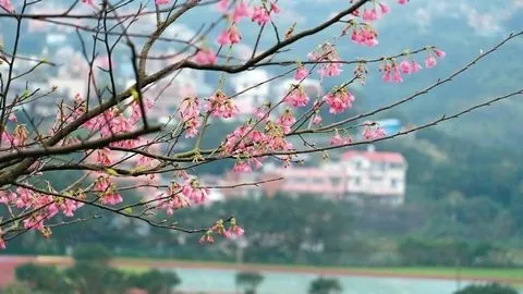 台湾樱花初放：游客忘我自拍“粉色瞬间”