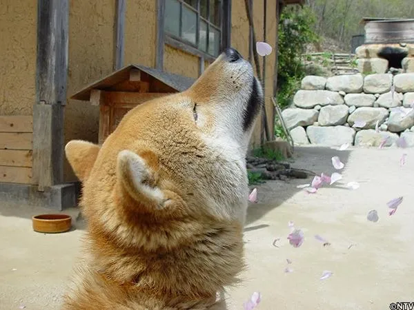 还记得这张表情包吗？这只灿烂微笑的柴犬走了