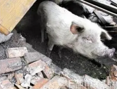 汶川地震八年过去 “猪坚强”活得很好！