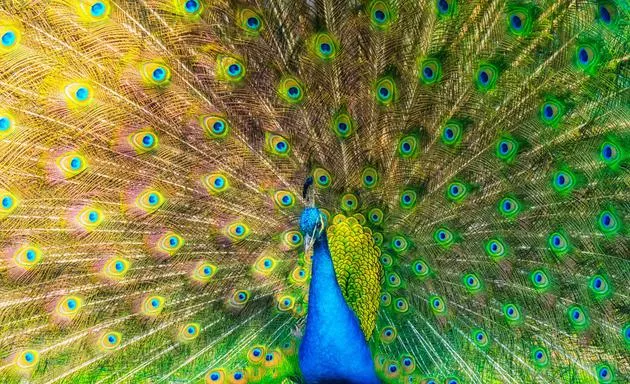 科学家最新研究揭晓动物的彩色视觉能力