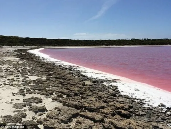 澳洲神秘湖泊因嗜盐微生物变成粉红色