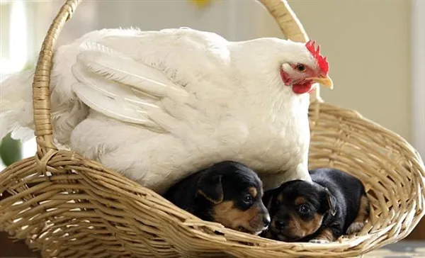 有图有真相 母鸡是动物世界最包容的母亲