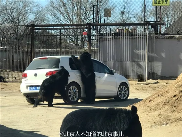 北京八达岭野生动物园老虎咬人后 又见黑熊围车