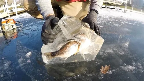 鱼出水面瞬间湖水结冰：这画面太罕见