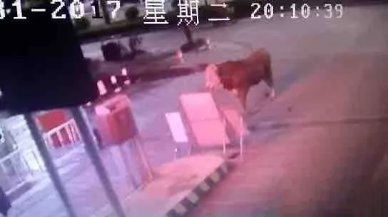 肉牛“逃走”窜入校园被击毙 网友评论亮了