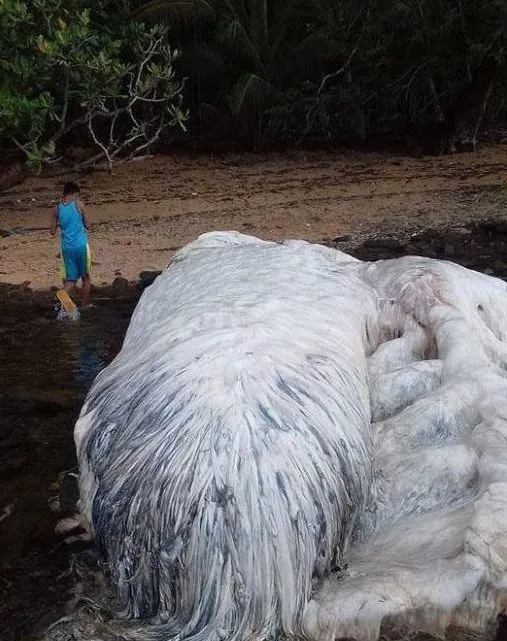 地震过后 菲律宾沙滩现神秘长毛“怪物”