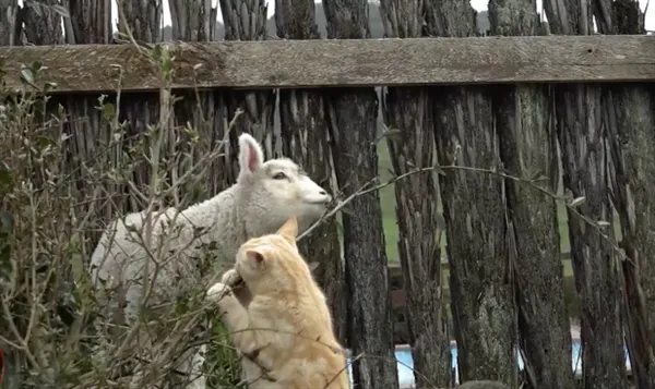 一只神奇的猫：把自己活成了羊 还当了“首领”