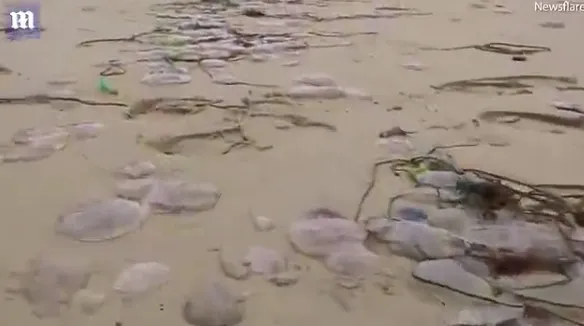 英国海滩惊现大量半透明水母 画面犹如异形入侵