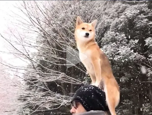 慢镜头下的柴犬 竟有种诗情画意的感觉