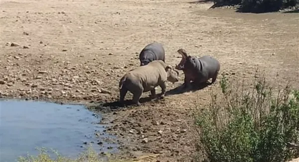 南非犀牛因抢占水源 被河马推到水中活活淹死