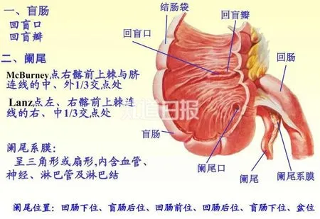 除了发炎被切除 阑尾到底有啥用？