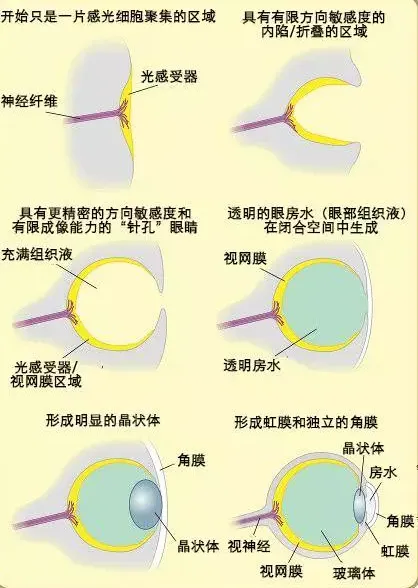 为什么大多数哺乳动物是色盲？人类只是特例