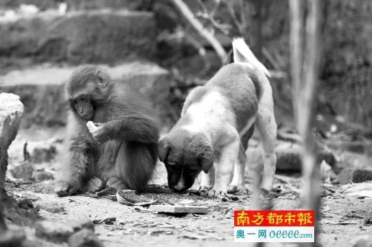 民宅遭野猴占领 “猴王”与鸡狗厮混