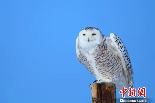 北极野生动物——雪鸮再现新疆哈巴河县(图)