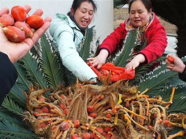 “活化石”铁树开花结果似鸟巢：千载难逢