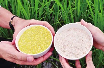 国际水稻研究所：黄金大米或于2020年前大规模种植