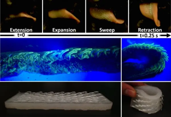 受猫咪舌头启发 研究人员开发出全新的柔性材料